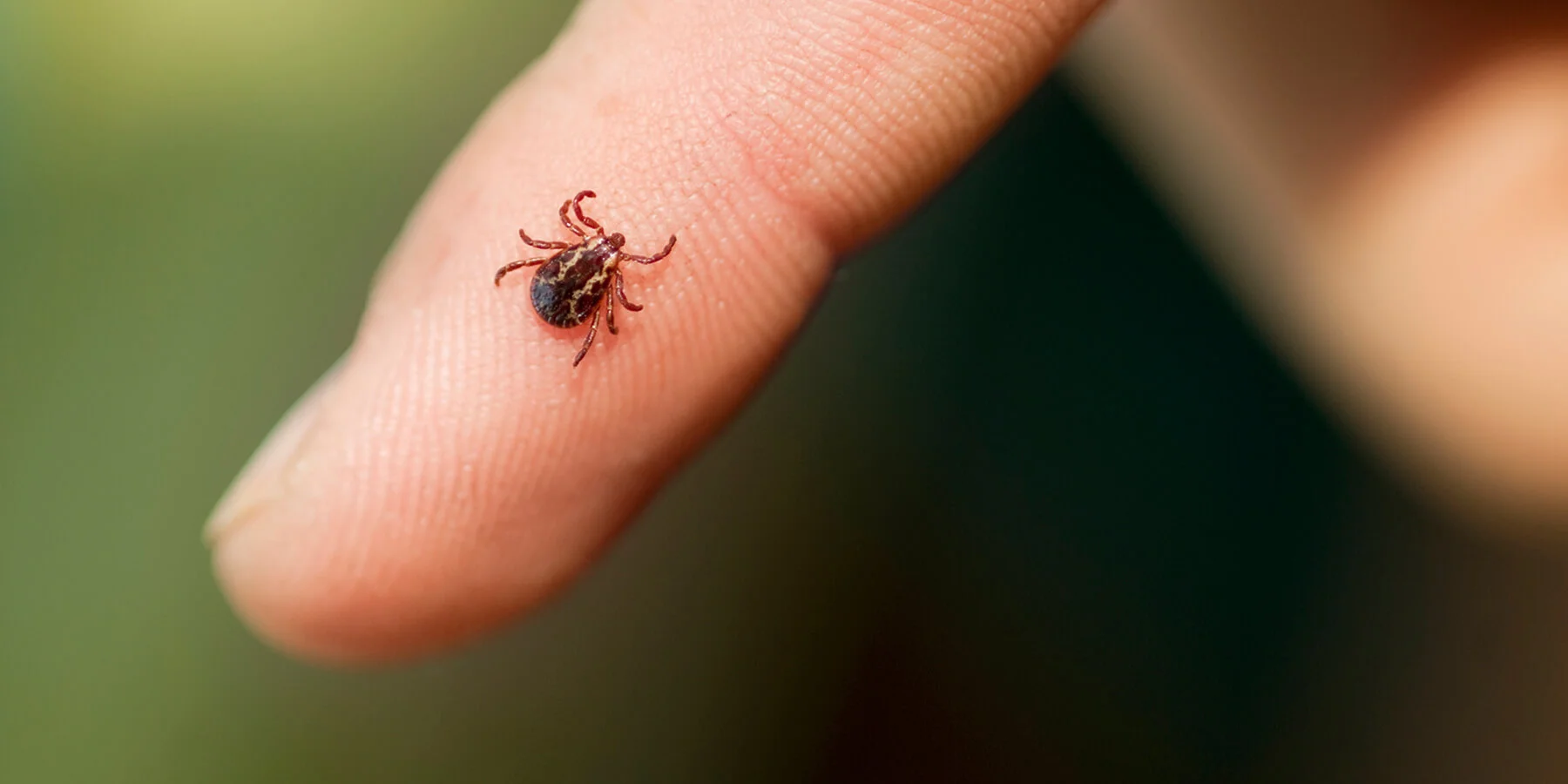 What are tick bites