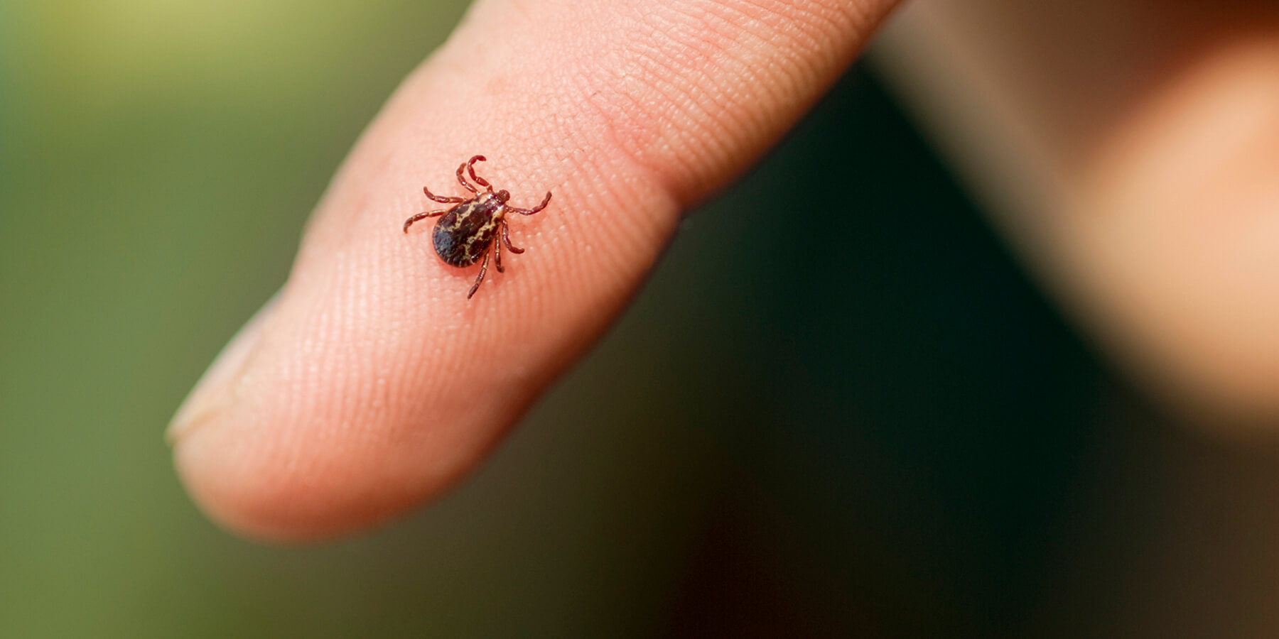 What are tick bites