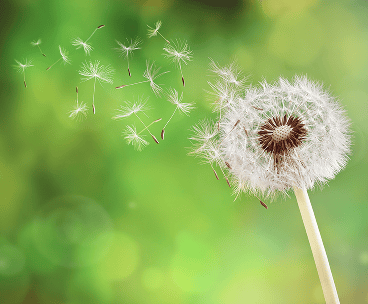 Seasonal Allergies
